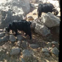 ۳۰ راس بز بفروش میرسد|حیوانات مزرعه|ایذه, |دیوار