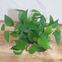 رونده زیبا  (پتوس)