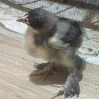 جوجه محلی برهماایام سمانی مولدلهستانی مرغ خروس