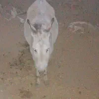 خر گلگی،نر،سرحال،سالم|حیوانات مزرعه|نهبندان, |دیوار