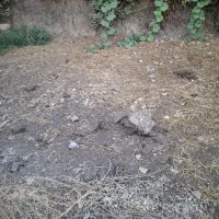 کود گاوی