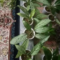 گل طبیعی|گل و گیاه طبیعی|خرمآباد, |دیوار