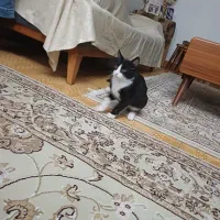 گربه نر تاکسیدو نو جوان واگذاری رایگان|گربه|رشت, باهنر|دیوار