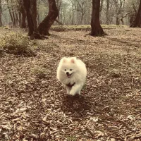 سگ پامرانین ۷ ماهه