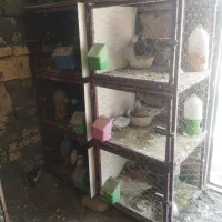 قفس جفت کن کبوتر