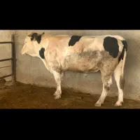 فروش گوساله نر|حیوانات مزرعه|اهواز, کوی باهنر|دیوار