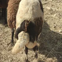 قوچ پلنگی|حیوانات مزرعه|مشهد, هفده شهریور|دیوار