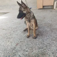 سگ مالنیوز|سگ|بندرعباس, |دیوار