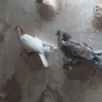 خال زرد کلاغ هفت رنگ|پرنده|سلیمان, |دیوار