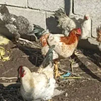 مرغ وخروس اصل طبیعی|حیوانات مزرعه|آستارا, |دیوار