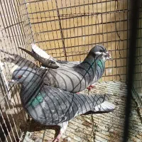 کبوتر دمگیر