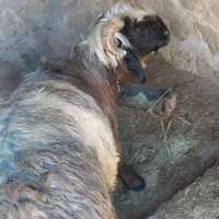 شیشک فروشی سالم  شماره تماس|حیوانات مزرعه|لالی, |دیوار