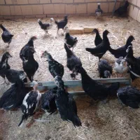 نیمچه مرغ وخروس گلین|حیوانات مزرعه|میبد, |دیوار