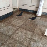 دم سفید با جوجه|پرنده|اهواز, کیانشهر|دیوار