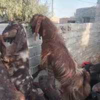بز نر اصل پاکستانی دو ساله بهترین نژاد واسه تخمی|حیوانات مزرعه|تبریز, |دیوار