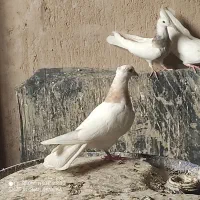 کبوترطوقی پالخت|پرنده|پیر بکران, |دیوار