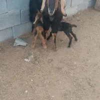 حیوانات مزرعه