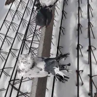 کبوتر چتری|پرنده|مشگین شهر, |دیوار