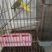 ۲ مرغ عشق با قفس