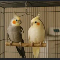 خرید و فروش پرنده طوطی عروس