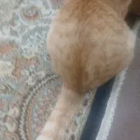 واگذاری بچه گربه مهمولی