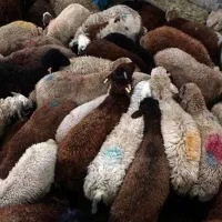 انواع گوسفند سبک و سنگین به قیمت بازار دام ووخونی|حیوانات مزرعه|مشهد, توس (بلوار توس)|دیوار