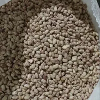 لوبیاچیتی بوجاری شده تازه کشت شده|خوردنی و آشامیدنی|شاهین دژ, |دیوار