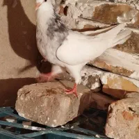 کبوتر ۳ عدد طوقی سبز طوقی الماسی|پرنده|گنبد کاووس, |دیوار