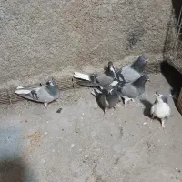 واز خرقه دمگیر