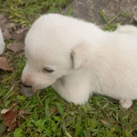 واگذاری ب کسی ک بتونع این حیوونو تو اتاق نگهدارع|سگ|کوچصفهان, |دیوار