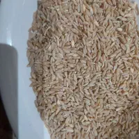 گندم ابی