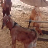 ۴ عدد کره نر کره چاق کره خوب