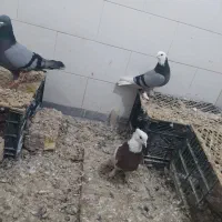 کفترطوقی|پرنده|معصومیه, |دیوار