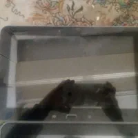 3عدد تبلت|تبلت|تبریز, |دیوار