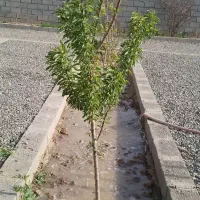 وایقان ویلا زمین حصار از ۱۴۰ میلیون|فروش خانه و ویلا|شبستر, |دیوار