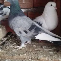 کبوتر تکپر‌