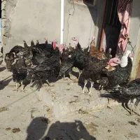 ۷۰عددقیمت ۷۰۰تومن