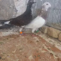 کفتر