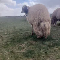 قوچ اصیل سنجابی