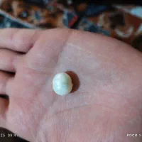 مروارید اصل غلتان از زمان هخامنشیان و آب شور