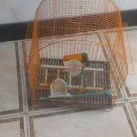 قفس پرنده وخرگوش
