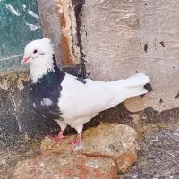 طوقی|پرنده|سقز, |دیوار