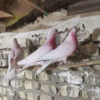 کفتر پرشی|پرنده|یزد, |دیوار