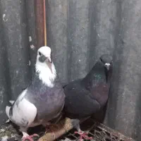 گرفتنی|پرنده|قم, زنبیل آباد|دیوار