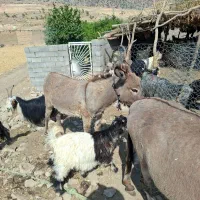 فروش قهدو ماده