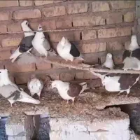 ۵ جفت کبوتر پشت دار فروشی