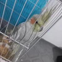 عروس هلندی|پرنده|مشهد, نیزه|دیوار