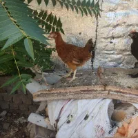 تعدادی جوجه خانگی یکجا 15عدد