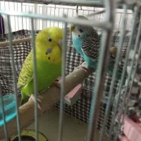 مرغ عشق نرو ماده