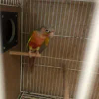 یه جفت گرینچیک در حال لونه گرم کردن